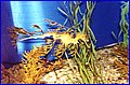 28 - Seadragon.jpg