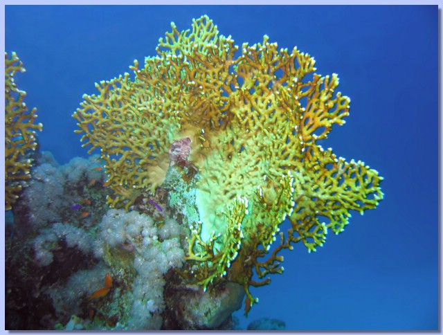 Coral setchatij.jpg