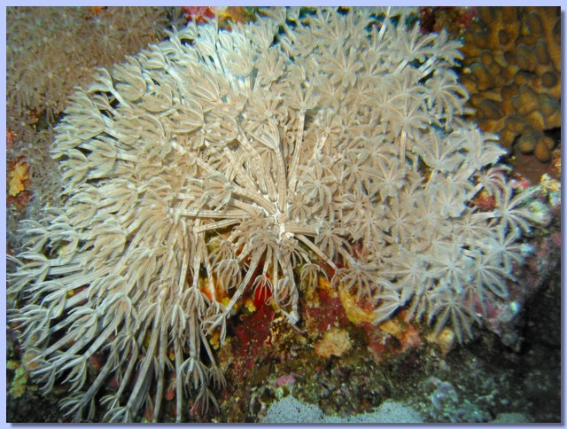 Coral xlistoobraznij.jpg
