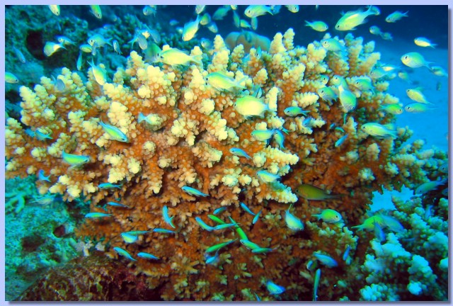 Coralli & ribki 1.jpg