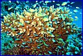 Coralli & ribki 1.jpg