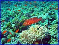 Corallovaja garuppa 2.jpg