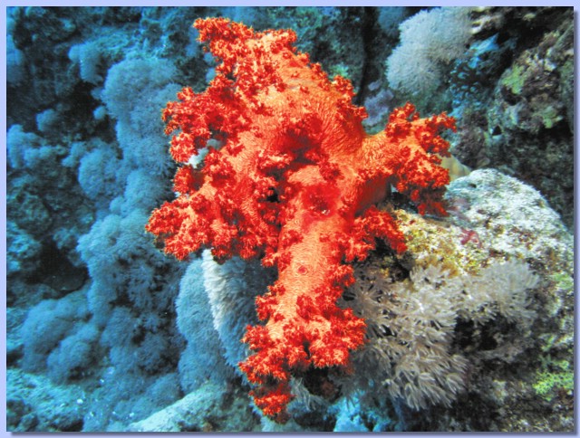 Coral dendroneftija.jpg