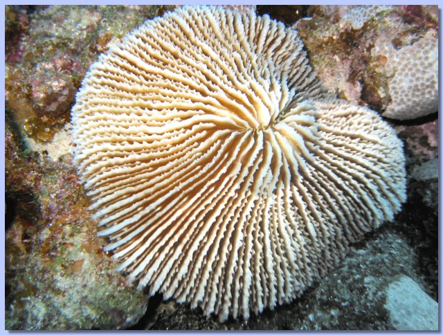Coral gribovidnij.jpg