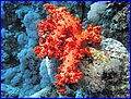 Coral dendroneftija.jpg