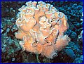 Coral sorkofiton 1.jpg