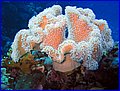 Coral sorkofiton 2.jpg