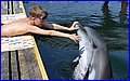 070 Sevastopol delfini 1.jpg