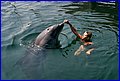 073 Sevastopol delfini 7.jpg