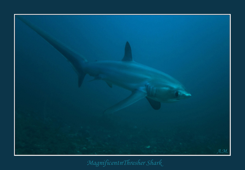 148 Thresher Shark.jpg